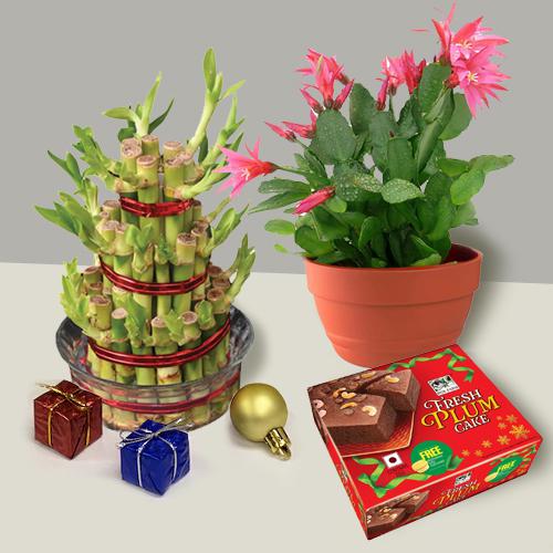 Ideal Xmas Gift of Lucky Bamboo n Cactus Plant n Plum Cake