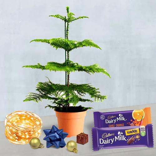 Lovely Gift of a Live Christmas Plant String Lights n Cadbury Chocolates