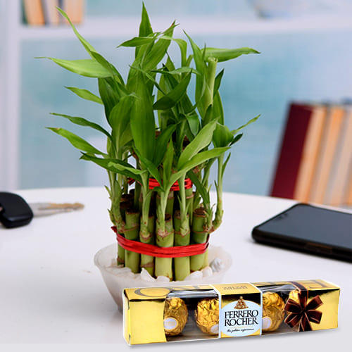 Vibrant Two Tier Bamboo Plant with Ferrero Rocher Chocolates
