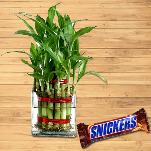 Fast Growing Two Layer Bamboo Plant in Pot with Snickers