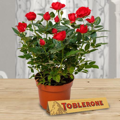 Attractive Combo of Red Rose Planter with Chocolate