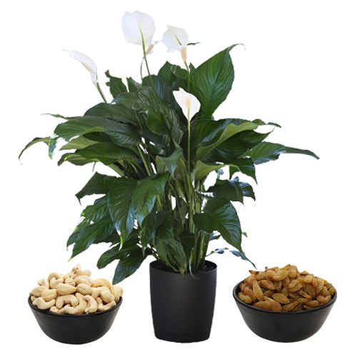 Air Purifying Peace Lily Plant n Nutty Stories