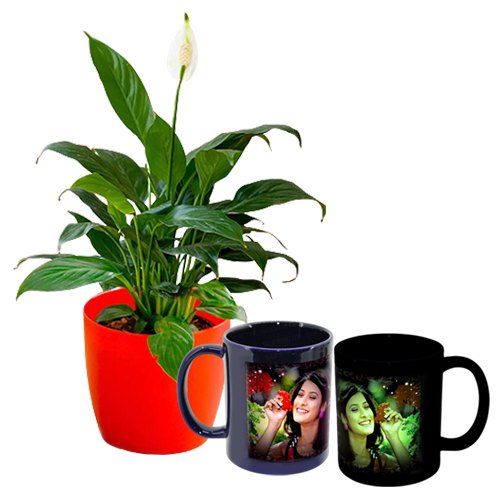 Evergreen Air Purifying Peace Lily with Personalize Radium Mug