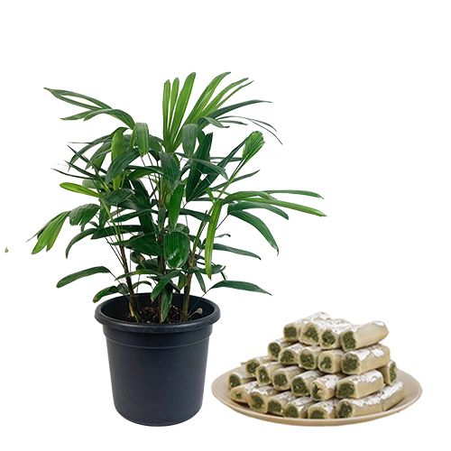 Marvelous Broadleaf lady Palm Plant with Sweet Delicacy