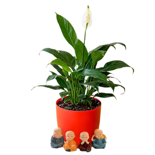 Aesthetic Combo of Peace Lily Plant with Baby Buddha Set