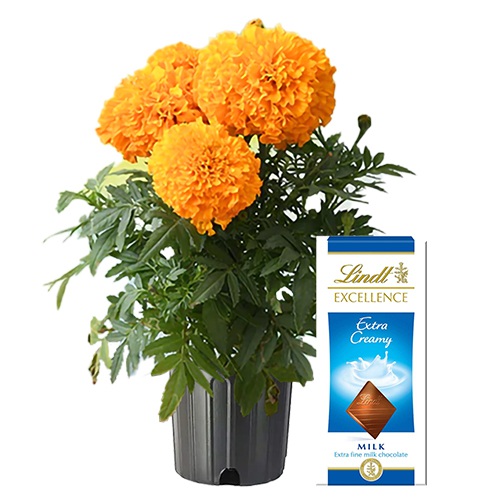 Impressive Pair of Marigold Plant N Lindt Excellence