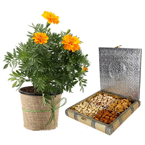 Blooming Jute Wrapped Marigold Plant N Assorted Dry Fruits Combo