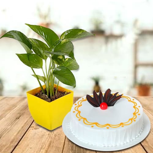 Remarkable Vanilla Cake with Money Plant in Plastic Pot