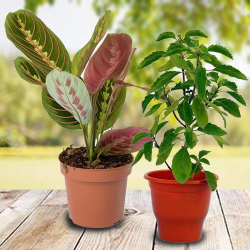 Breathtaking Selection of 2 Air Purifying Indoor Plants